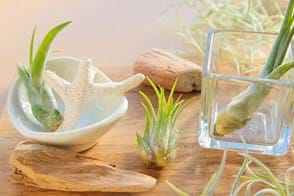 how to grow air plants 2