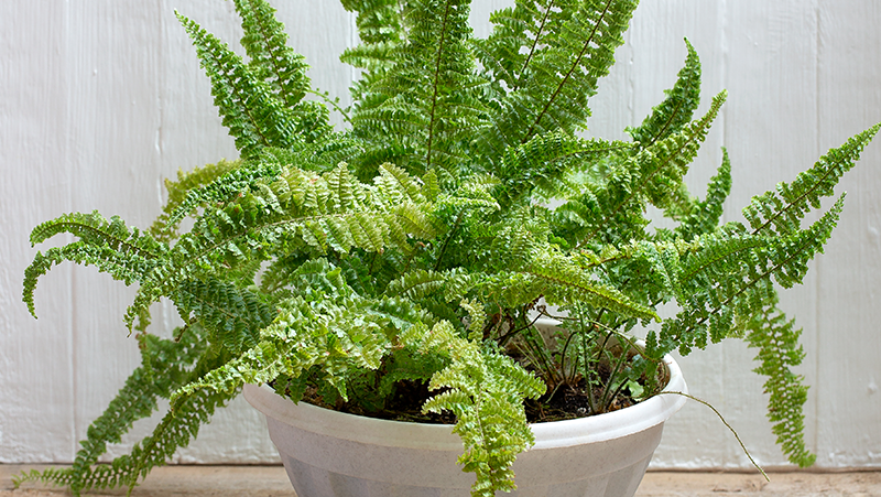 How to grow Boston Fern