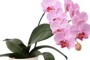 Moth Orchids (Phalaenopsis spp.)