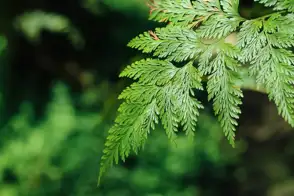 how to grow hares foot fern 2