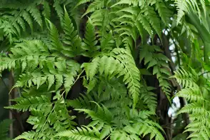 how to grow hares foot fern 3