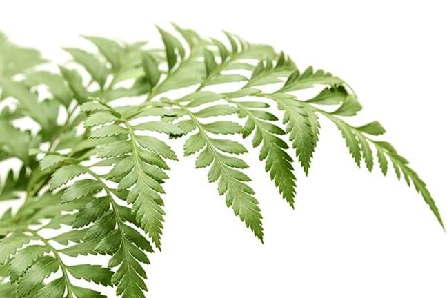 how to grow leather leaf fern 1