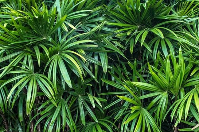 a grove of lady palms with dense foliage