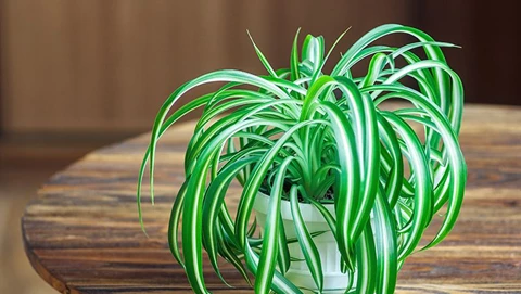 How to Grow Spider Plant