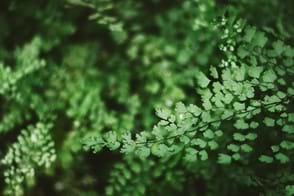 how to grow maidenhair fern 3
