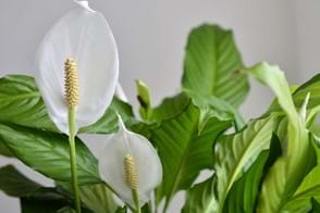 how to grow peace lily 3