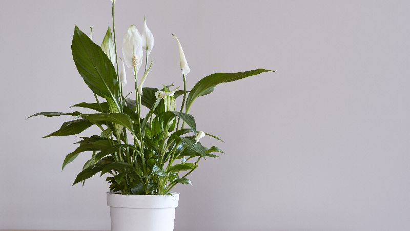 How To Grow Peace Lilly