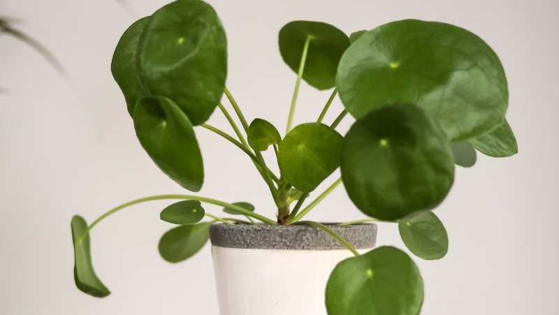 How to grow Pilea