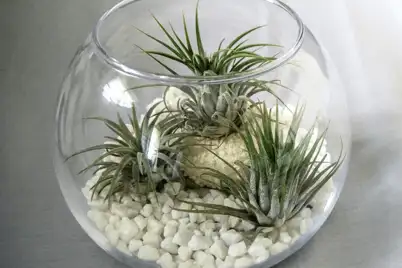 Air Plants