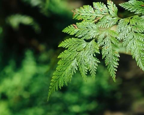 How to Grow Hare's Foot Fern