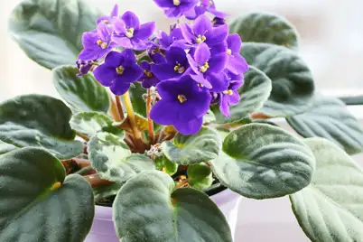 African Violet