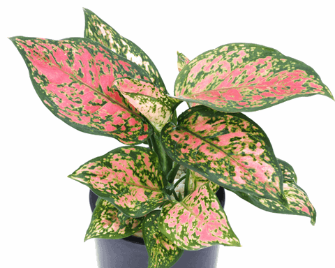 How to Grow Aglaonema