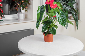 How to Grow Anthurium