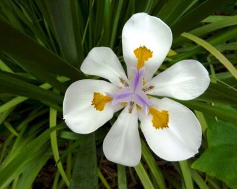 How to Grow Dietes