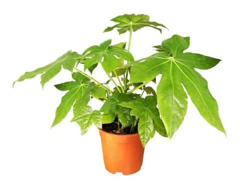 How to Grow Fatsia Japonica