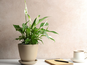 How to Grow Peace Lily