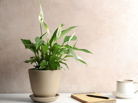 How to Grow Peace Lily