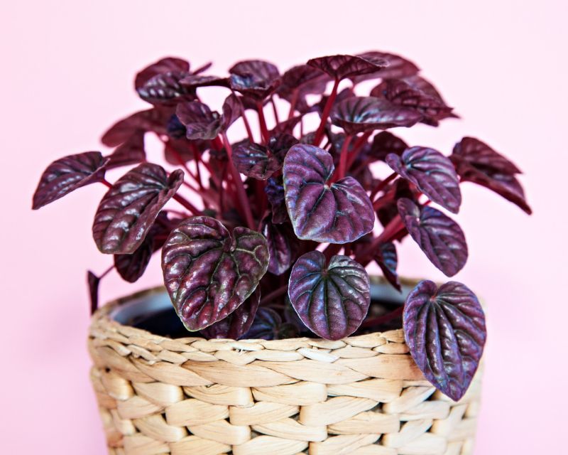 How to Grow Peperomia Yates Australia