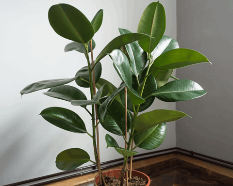 How to Grow and Care for a Rubber Plant (2024 Guide)