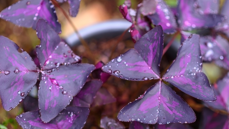 How To Grow Purple Shamrock