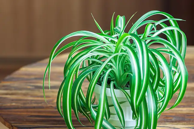 how to grow spider plant 2