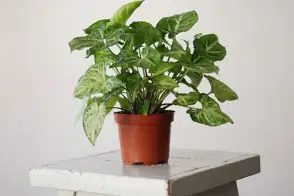 how to grow syngonium 2