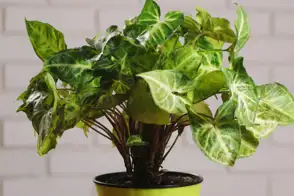 how to grow syngonium 3