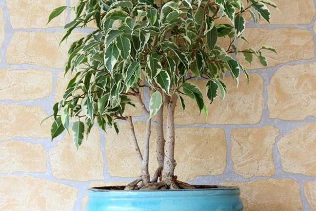 how to grow weeping fig 2