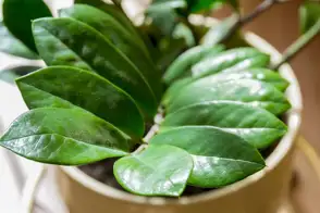 how to grow zz plant 2