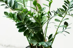 how to grow zz plant 3