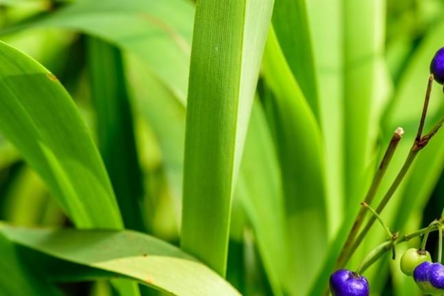 how to grow dianella 2