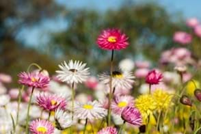 how to grow everlasting daisies 2