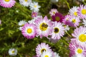 how to grow everlasting daisies 3
