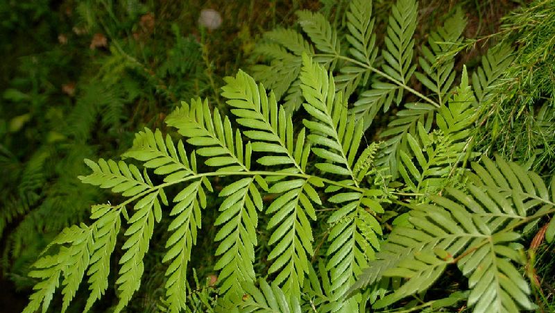 How to grow King Fern