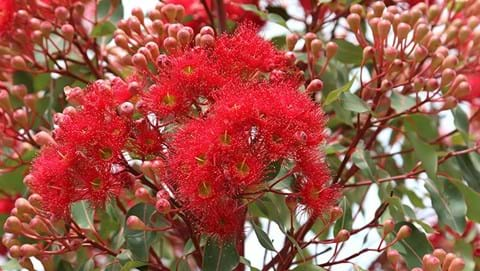 Red Flowering Gum - Flowers for Healing