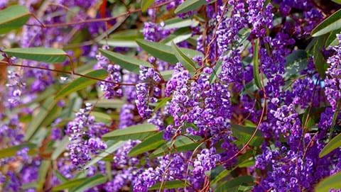 How to Grow Hardenbergia