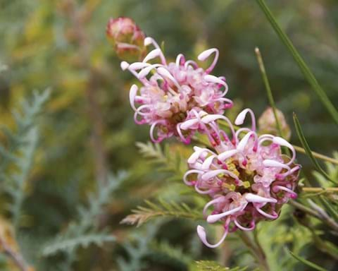 How to Grow Grevillea