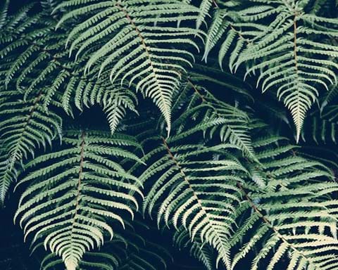 How to Grow Tree Ferns