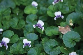 How to Grow Native Viola
