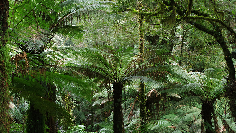 How to grow Tree Ferns