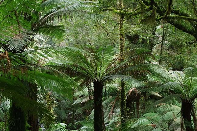 how to grow tree ferns 2