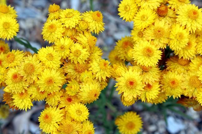 how to grow yellow paper daisy 2