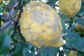 Lemon Scab Control in Your Garden