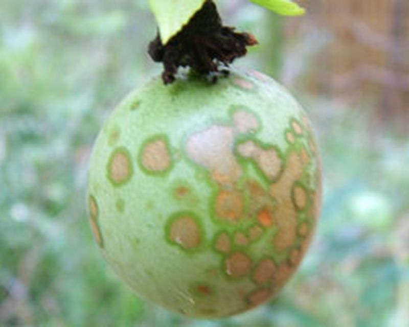 Passionfruit Fungal Spot