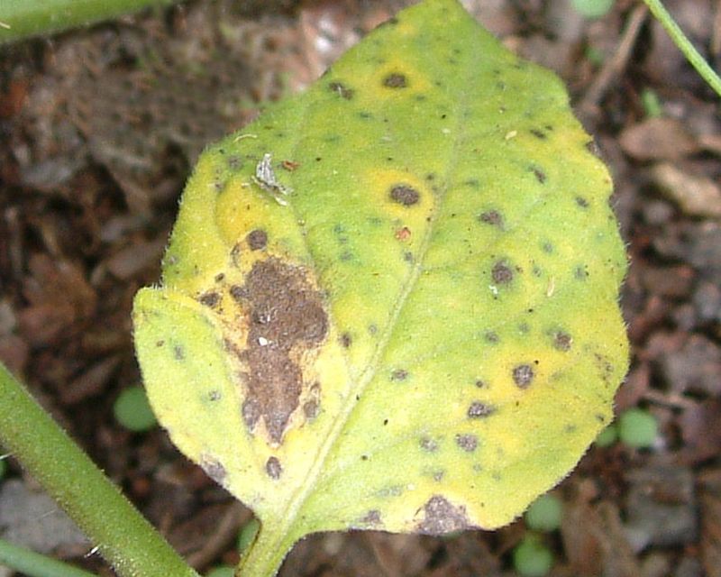 What Is Blight And How To Control It