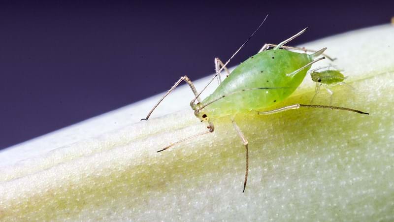 What Are Aphids How To Control Them In Your Garden Yates