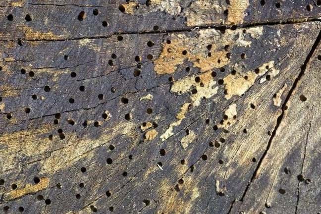 many small holes in the trunk of a tree