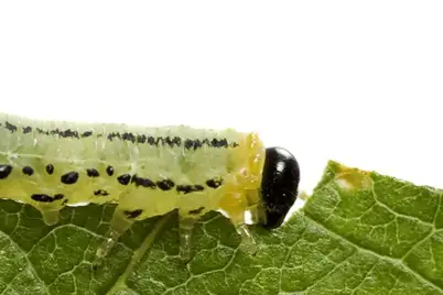 Caterpillars
