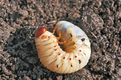 Curl grub