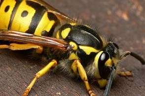 Wasp Control in Your Home & Garden